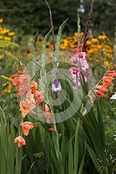 Pink, orange, blue and crimson gladioli bloom in summer in a flower bed. Yellow daisy-like flowers rudbeckia in the background.