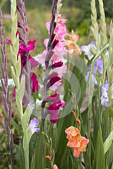 Pink, orange, blue and crimson gladioli bloom in summer in a flower bed. Yellow daisy-like flowers rudbeckia in the background.