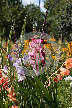 Pink, orange, blue and crimson gladioli bloom in summer in a flower bed. Yellow daisy-like flowers rudbeckia in the background.