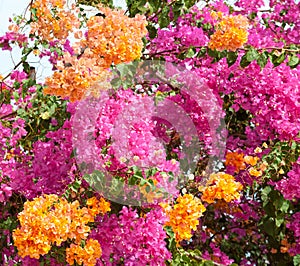 Pink and orange bushes