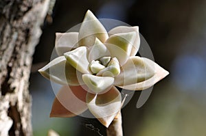 Pink Orange California Sunset Succulent