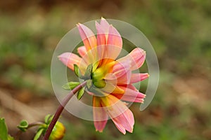 Pink and orange color dalia flower side view