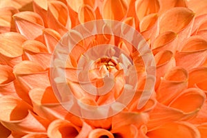 Pink orange Dahlia close-up