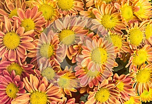 pink and orange flower on white background.Yellow spring flowers