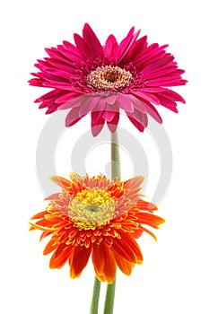 Pink and orange gerber daisies