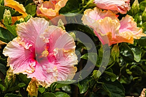 Pink and orange hibiscus flowers