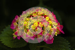 Pink and orange hydrangea flowers