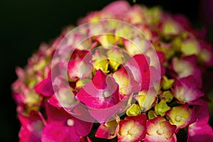 Pink and orange hydrangea flowers in the garden