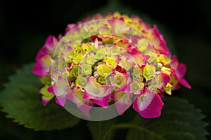 Pink and orange hydrangea flowers in the garden