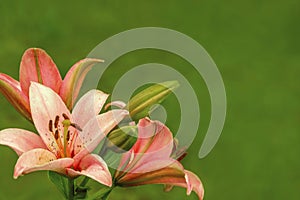 Pink orange lilies flowers on green blur background