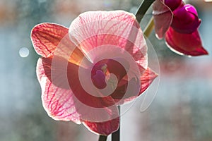 Pink orange orchid flowers in natural light