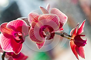 Pink orange orchid flowers in natural light