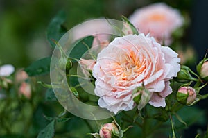 A pink and orange patio rose in silhouette