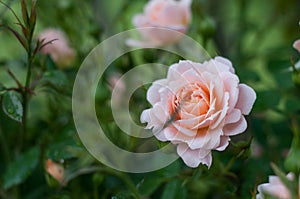 A pink and orange patio rose in silhouette
