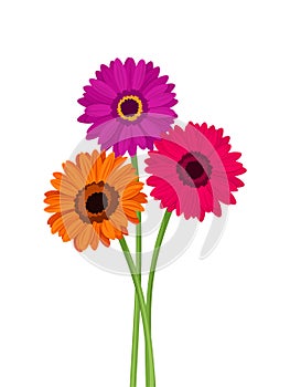 Pink, orange and purple gerbera flowers. Vector illustration.