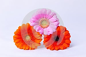 Pink, Orange and Red gerbera on a white background with water drops.