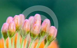 Pink Orange and Red Miniature Wild Flower Cluster