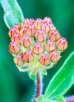 Pink Orange and Red Miniature Wild Flower Cluster