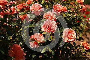 A pink and orange rose bush