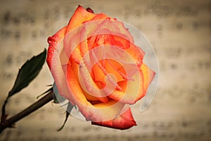 Pink and orange rose covered in dew with vintage sheet music