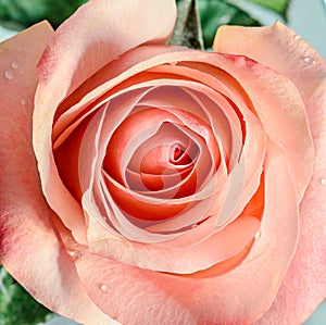 Pink orange rose flower, pattern petals, close up