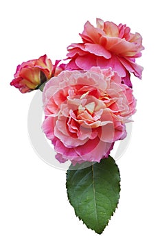 Pink-orange rose with green leaf, on white isolated background, close-up