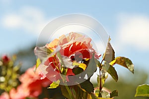 A pink and orange rose in the sun