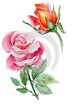 Pink And Orange Roses. Watercolor Illustration. Ideal for Valentine's Day