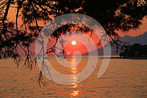 Sunset on the sea in Brela against pine trees, Makarska rivera, Dalmatia, Croatia