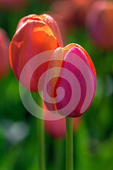 Pink and Orange Unopened Tulips