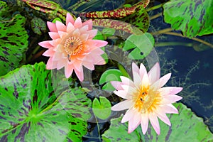 Pink and orange water lilies