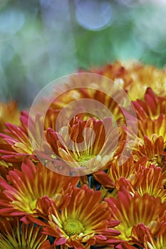 Pink, Orange and Yellow Flowers