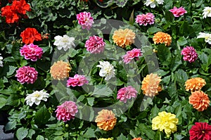 Pink, orange, yellow and white dahlia flowers and green leaves in a sunny summer garden