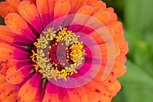 Pink and Orange Zinnia