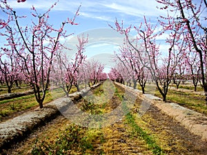Pink Orchard Blooming photo