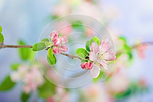 Pink orchard flowers on a branch on a spring sunny day