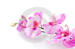 Pink orchid