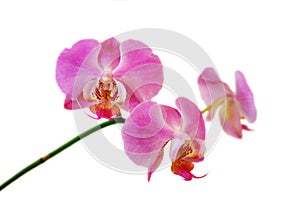 Pink orchid