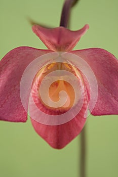 Pink Orchid