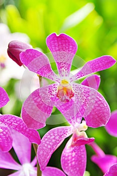 Pink Orchid