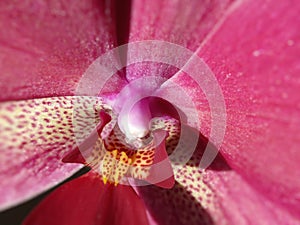 Pink Orchid