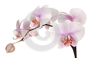 Pink orchid