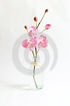 Pink orchid photo