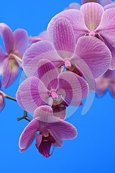 Pink orchid