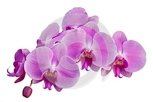 Pink orchid photo