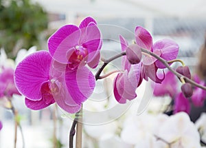 Pink orchid