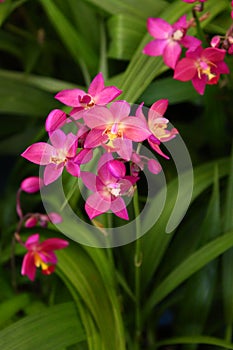 Pink Orchid