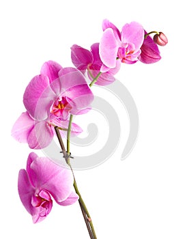 Pink orchid