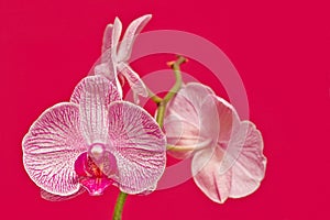 Pink orchid