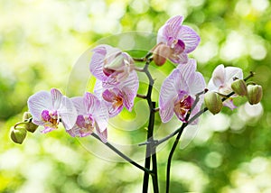 Pink orchid